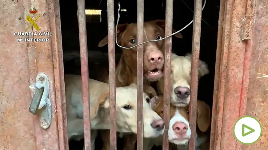 César Millán, adiestrador canino: «Los perros callejeros solo necesitan amor, no necesitas entrenarlos”