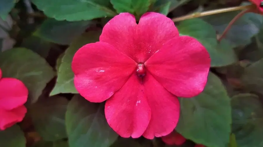 Ni crisantemos ni petunias: la planta fácil de cuidar que debes tener en casa para tu balcón rebose de flores incluso en otoño