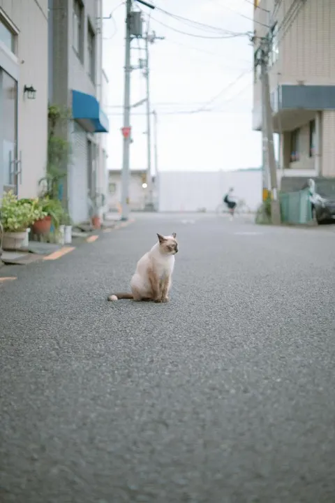 Cat Collector, l’appli pour attraper les chats comme des Pokémon